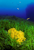 Sponge (Aplysina aerophoba) amongst mass of invasive algae (Caulerpa taxifolia) with Rainbow wrasse fish (Coris julis), Strait of Messina, Southern Italy