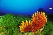 Yellow fan coral / Seafan (Paramuricea clavata)  amongst mass of invasive algae (Caulerpa taxifolia) with Rainbow wrasse fish (Coris julis), Strait of Messina, Southern Italy