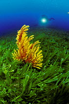 Diver viewing Yellow fan coral / Seafan (Paramuricea clavata) amongst mass of invasive algae (Caulerpa taxifolia), Strait of Messina, Southern Italy
