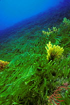 Yellow fan coral / Seafan (Paramuricea clavata)  amongst mass of invasive algae (Caulerpa taxifolia), Strait of Messina, Southern Italy