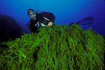 Diver viewing mass of invasive algae (Caulerpa taxifolia), Strait of Messina, Southern Italy
