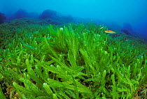 Field of invasive algae (Caulerpa taxifolia), Strait of Messina, Southern Italy