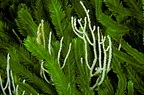 Seafan coral (Eunicella cavolini) amongst invasive algae (Caulerpa taxifolia) Strait of Messina, Southern Italy