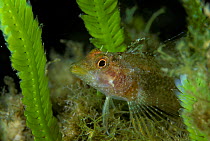 Black faced blenny (Tripterygion delaisi) amongst fronds of invasive algae (Caulerpa taxifolia) Strait of Messina, Southern Italy