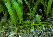 Growth shoots and fronds of invasive algae (Caulerpa taxifolia) Strait of Messina, Southern Italy