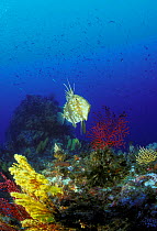 John Dory fish (Zeus faber) on coral reef, Strait of Messina, Southern Italy
