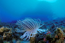 Tube anemone (Cerianthus membranaceus) on sea bed, Strait of Messina, Southern Italy. Sequence 1/2