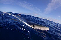 Blue Shark (Prionace glauca) at the sea surface. Santa Maria, Azores, August.
