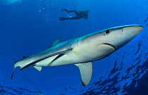 Blue Shark (Prionace glauca) with diver in background. Santa Maria, Azores, September.