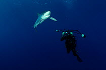 Blue Shark (Prionace glauca) and diver with underwater photographic equipment. Santa Maria, Azores, September.