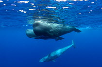 Sperm Whale (Physeter macrocephalus) group of females with calves. Sao Miguel Island, Azores, July.