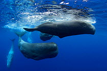 Sperm Whale (Physeter macrocephalus) group of females with calves. Sao Miguel Island, Azores, July.