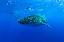 Whale Shark (Rhincodon typus) accompanied by Pilot Fish (Naucrates ductor). The biggest fish in the world has only started to visit the Azores in the past three years due to water temperature rise. Sa...