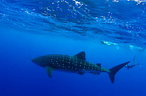 Whale Shark (Rhincodon typus) accompanied by divers. The biggest fish in the world has only started to visit the Azores in the past three years due to water temperature rise. Santa Maria Island, Azore...