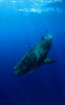 Whale Shark (Rhincodon typus) accompanied by Pilot Fish (Naucrates ductor). The biggest fish in the world has only started to visit the Azores in the past three years due to water temperature rise. Sa...