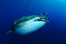 Whale Shark (Rhincodon typus) accompanied by Pilot Fish (Naucrates ductor) and Remora. The biggest fish in the world has only started to visit the Azores in the past three years due to water temperatu...