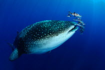 Whale Shark (Rhincodon typus) accompanied by Pilot Fish (Naucrates ductor) and Remora. The biggest fish in the world has only started to visit the Azores in the past three years due to water temperatu...