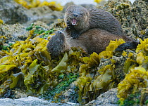 Marine otter (Lontra felina) mother and cub play fighting on coastal rocks, Punihuil Bay, Chiloe Island, Chile, Endangered