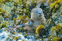 Marine otter (Lontra felina) cub sitting amongst sea weed, Punihuil Bay, Chiloe Island, Chile, Endangered