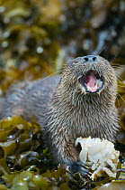 Marine otter (Lontra felina) feeding on crab, Chiloe Island, Chile, South America, Endangered