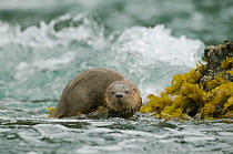 Marine otter (Lontra felina) at sea edge, Chiloe Island, Chile, Endangered
