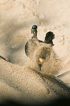 Maleo (Macrocephalon maleo) digging nest in hot sand, Sulawesi, Indonesia, Endangered