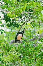 Maleo (Macrocephalon maleo) in tree, Sulawesi, Indonesia, Endangered