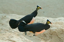 Maleo (Macrocephalon maleo) pair in nesting territory, Sulawesi, Indonesia, Endangered. Did you know? Maleos don't incubate their eggs, instead they lay them in the sand on beaches where the sun keeps...
