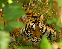 Bengal / Royal Bengal Tiger (Panthera tigris tigris) resting. Bandhavgarh National Park, Madhya Pradesh, India.