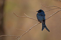 Black Drongo (Dicrurus macrocercus) perched. Satpura National Park, Madhyda Pradesh, India.