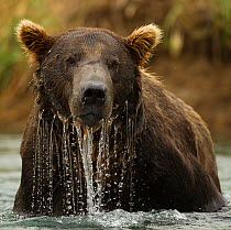 Grizzly Bear (Ursus arctos horribilis) male in water. Coastal Katmai National Park, southwest Alaska, USA, August.