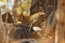 Leopard (Panthera pardus) with Chital Deer (Axis axis) kill. Pench National Park, India, March.