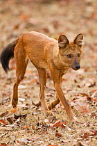 Dhole / Asiatic Wild Dog (Cuon alpinus). Satpura National Park, Madhya Pradesh, India.