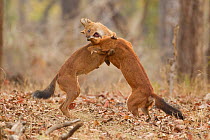 Dhole / Asiatic Wild Dog (Cuon alpinus) playfighting. Satpura National Park, Madhya Pradesh, India.