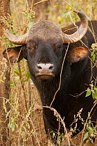 Gaur (Bos gaurus) male portrait. Kanha National Park, Madhya Pradesh, India.