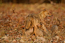 Indian / Golden Jackal (Canis aureus indicus) mother nursing pups. Pench National Park, Madhya Pradesh, India.