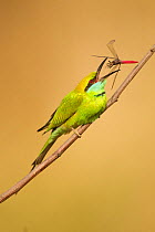 Little Green Bee-eater (Merops orientalis) with fly prey. Kanha National Park, Madhya Pradesh, India.