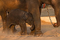 Domesticated Indian Elephant (Elephas maximus indicus) baby sheltering under its mother, in chains. Pench National Park, Madhya Pradesh, India.