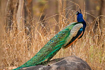Indian Peafowl / Blue Peafowl / Peacock (Pavo cristatus) male with large display fan tail. Pench National Park, Madhya Pradesh, India.