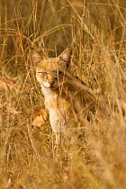 Jungle Cat (Felis chaus) seen through grasses. Bandhavgarh National Park, Madhya Pradesh, India.