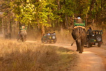 Mahout driving Elephants (Elephas maximus) with tourists along a forst track and jeeps. Kanha National Park, Madhya Pradesh, India.