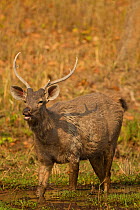 Sambar Deer (Rusa / Cervus unicolor) male standing in water. Bandhavgarh National Park, Madhya Pradesh, India.