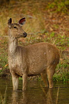 Sambar Deer (Rusa / Cervus unicolor) female standing in water. Bandhavgarh National Park, Madhya Pradesh, India.