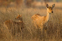 Barasingha / Swamp Deer (Rucervus / Cervus duvaucelii) mother and fawn. Kanha National Park, Madhya Pradesh, India.