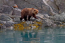 Brown bear (Ursus arctos) walking over coastal rocks, Glacier Bay National Park, Alaska, USA, May