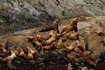 Steller sea lion (Eumetopias jubatus) colony, Marble Island, Glacier Bay National Park, Alaska, USA, May, Endangered