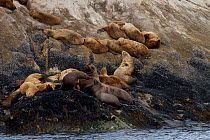 Steller sea lions (Eumetopias jubatus) resting on rock, Marble Island, Glacier Bay National Park, Alaska, USA, May, Endangered