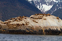 Steller sea lion (Eumetopias jubatus) colony on rock, Marble Island, Glacier Bay National Park, Alaska, USA, May, Endangered