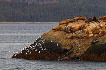 Steller sea lion (Eumetopias jubatus) colony on rock with flock of Gulls, Marble Island, Glacier Bay National Park, Alaska, USA, May, Endangered