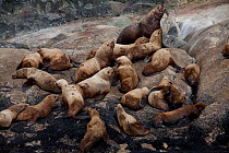 Steller sea lion (Eumetopias jubatus) colony, Marble Island, Glacier Bay National Park, Alaska, USA, May, Endangered